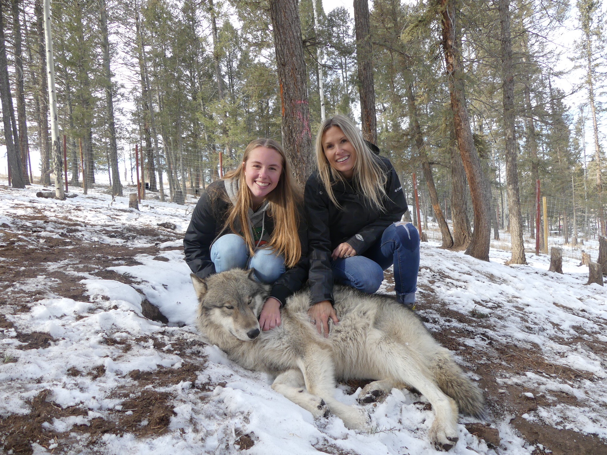 Wolf Kisses At The Colorado Wolf And Wildlife Center Sunrise In A New City 9290